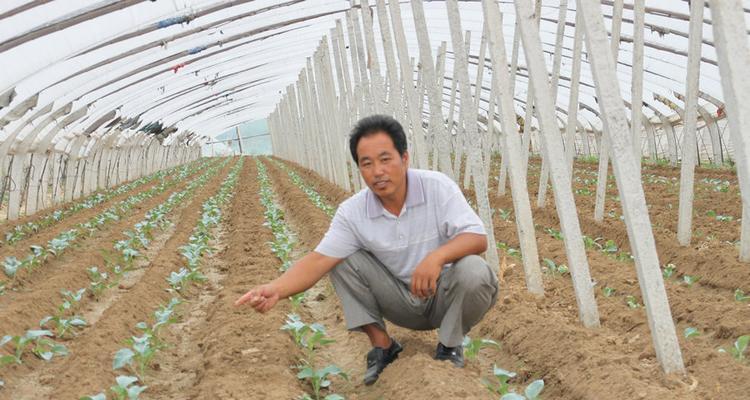 露地西瓜种植管理技术（有效控制病虫害提高产量）