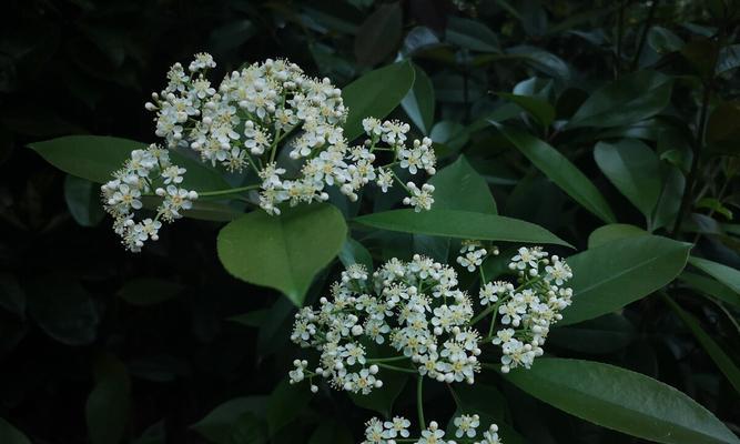 石楠花草的种植与管理（探究石楠花草的生长特点与应用场景）