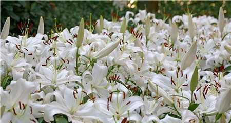 百合种植的时间（掌握百合花的生长特点，选择合适的种植时间）