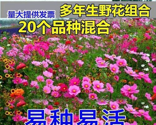 如何种植格桑花种子？（一步步教你让格桑花在家中盛开）