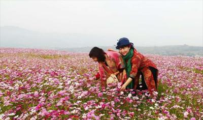 如何种植格桑花种子？（一步步教你让格桑花在家中盛开）