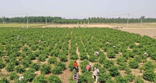 如何种植金银花（从品种选择到管理技巧，打造美丽花园）