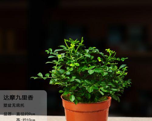 小叶九里香，一种优秀的草本植物（了解小叶九里香的特点和用途）