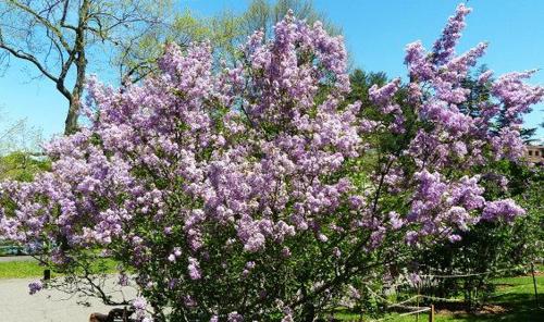 丁香花绽放时间及特点剖析（了解丁香花的美丽与神秘）