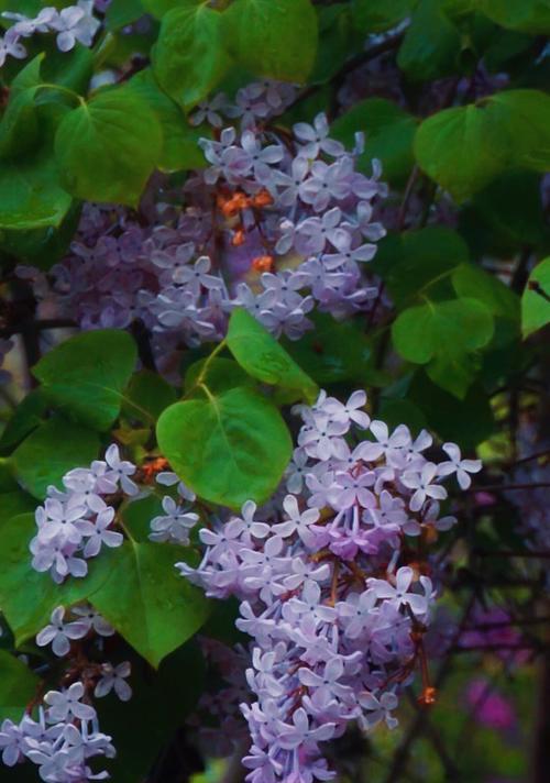 丁香花绽放时间及特点剖析（了解丁香花的美丽与神秘）