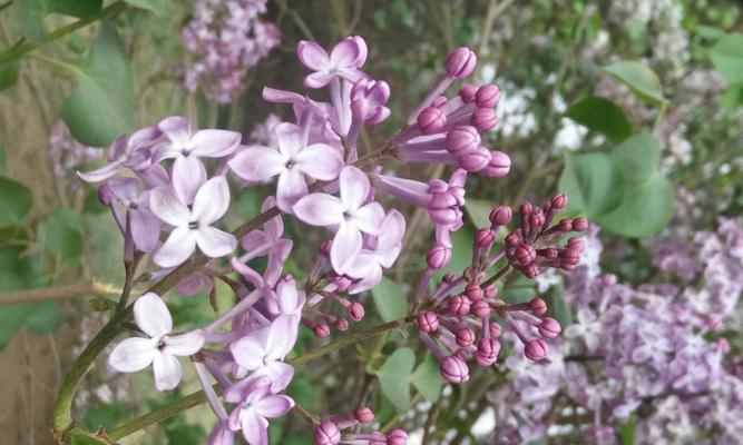 丁香花绽放时间及特点剖析（了解丁香花的美丽与神秘）