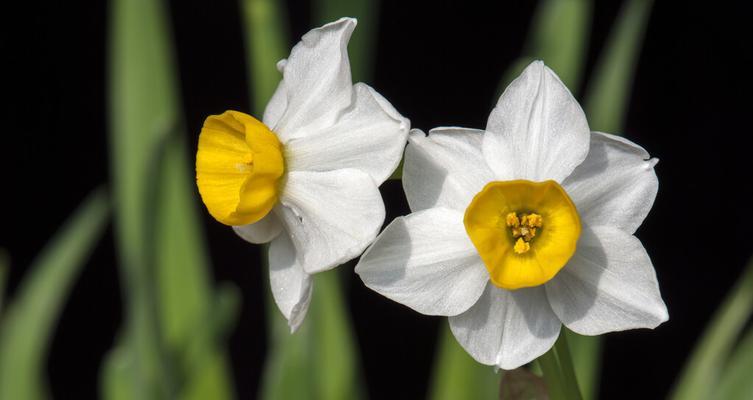 水仙花——春日里的孤独优雅（盛开在寒风中的芳香、优雅中的孤独、春日里的精神守护）