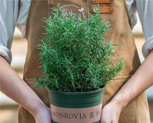 驱蚊神器——室内植物花草（让家园清新怡人的8种绿色植物）