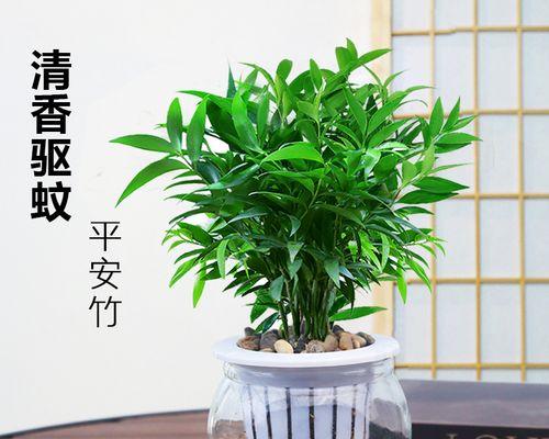 驱蚊神器——室内植物花草（让家园清新怡人的8种绿色植物）