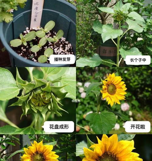 如何成功种植太阳花（太阳花的栽培技巧）