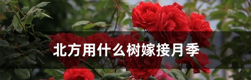 适合嫁接月季花的树种（为您介绍5种适合嫁接月季花的树种）