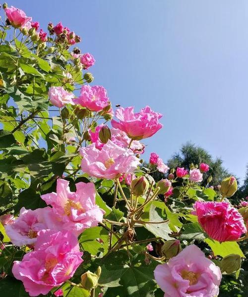 揭秘芙蓉花开放的时节（何时最适合欣赏芙蓉花？一场别样的视觉盛宴）