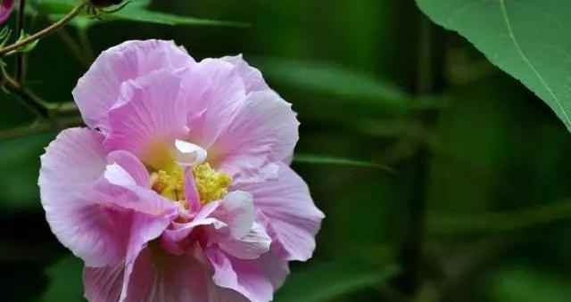 揭秘芙蓉花开放的时节（何时最适合欣赏芙蓉花？一场别样的视觉盛宴）