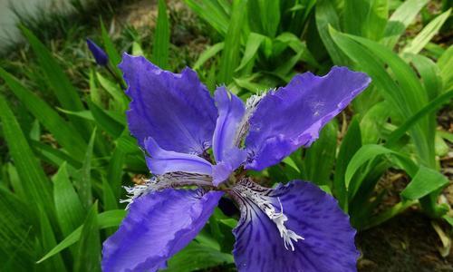 蓝花鸢尾的种植与养护（如何在家园中种植这一美丽的花卉）