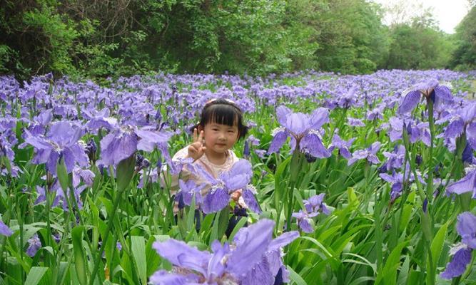 蓝花鸢尾的种植与养护（如何在家园中种植这一美丽的花卉）