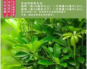 依米花养护指南（让依米花在你家绽放美丽）