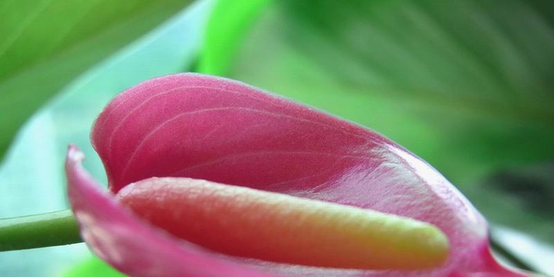 男友生日送花攻略——选对花品质倍棒（这些花品寓意好，送男友绝不失礼）