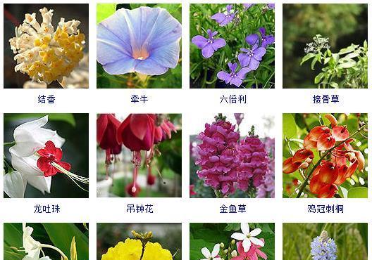 迎接春天——代表春天的花（探寻春天花的美妙世界）