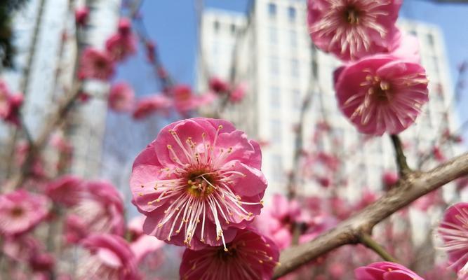 中国春天开的花（品味春天之美）