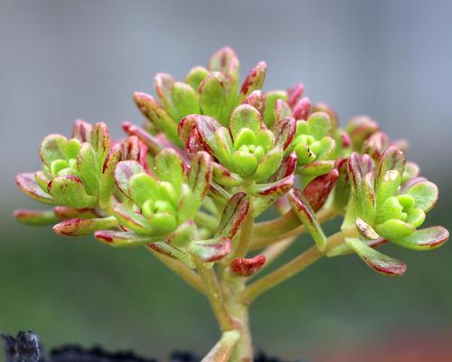 肉肉种植指南（从选种到养护，教你轻松打造肉肉花园）