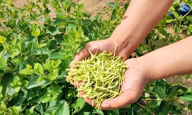 金银花树的种植方法（让你的家园更美丽）