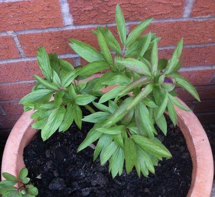 芍药种植指南（打造美丽的芍药园——时间、地点和技巧详解）