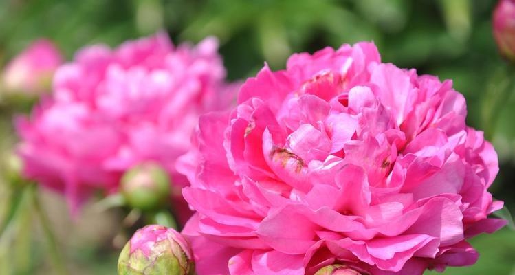 芍药种植指南（打造美丽的芍药园——时间、地点和技巧详解）