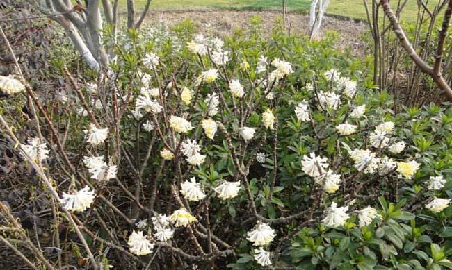 结香花扦插繁殖详解（如何利用扦插繁殖结香花？）