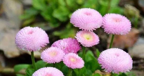 缤纷雏菊（探寻各种颜色雏菊的花语与寓意）