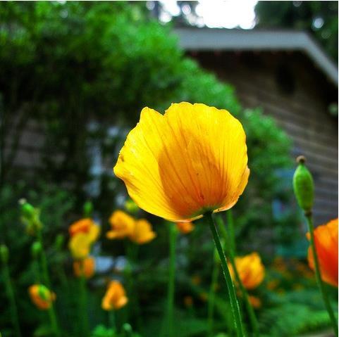 花开罂粟，情蕴无边（探寻罂粟花语的诗意世界）