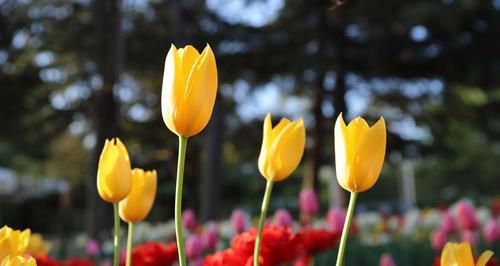 郁金香花语（探寻郁金香的15种花语，感悟爱情的起伏与变幻）