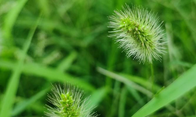 狗尾巴草的花语（传递希望与坚持的独特之花）