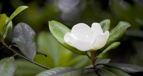 广玉兰花语的美妙寓意（探索广玉兰花语的丰富内涵）