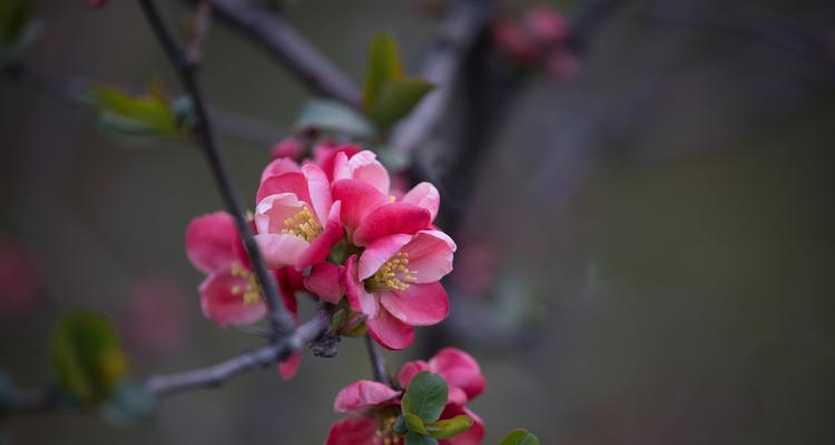 海棠花的花语与寓意（揭开海棠花的神秘面纱，解读它的深刻寓意）