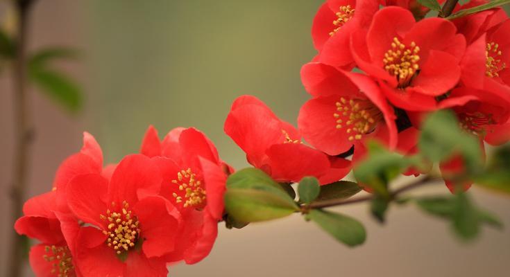 海棠花的花语与寓意（揭开海棠花的神秘面纱，解读它的深刻寓意）