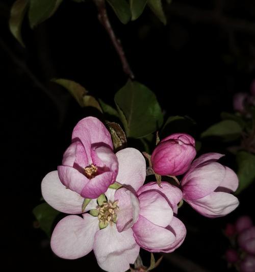 海棠花寓意意义（传达爱与希望的美丽之花）