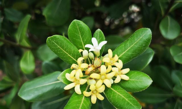 海桐花的花语与美丽传说（探寻海桐花花语的深意，了解其美丽传说）