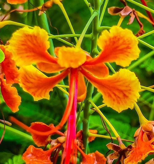 海桐花的花语与意义（探索海桐花花语的深层含义）