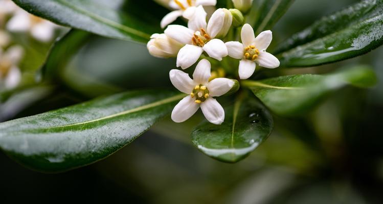 海桐花语——花开如诗的恋情（海桐花开，为爱绽放的旋律）