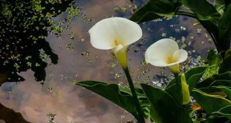 海芋花的花语与意义（探索海芋花的内涵，领悟深邃的生命哲理）