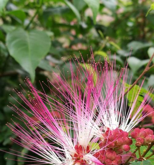 合欢花传说与花语（传说中的合欢花，寓意与传承一脉相承）