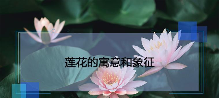 美丽盛放的花海——牡丹与荷花的寓意与魅力（牡丹与荷花）