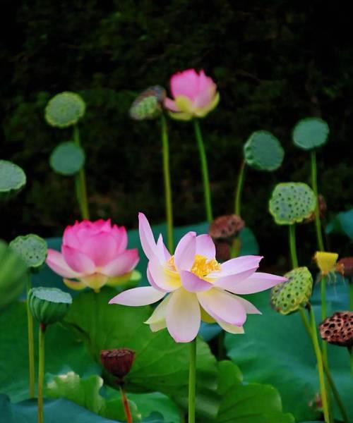 箭荷花之美——深入探索其花语（箭荷花的花语与生命哲学）