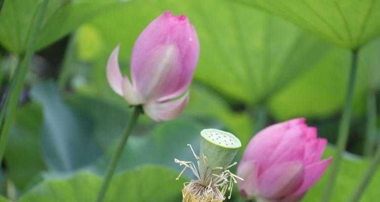 荷花之美与精神的象征（追寻纯净与坚韧的灵魂）