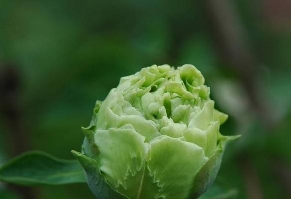 黑牡丹花语（探索黑牡丹的花语意义，赋予人生更多想象力）