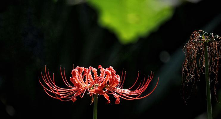 黑色彼岸花花语（探索黑色彼岸花的美与哲思）