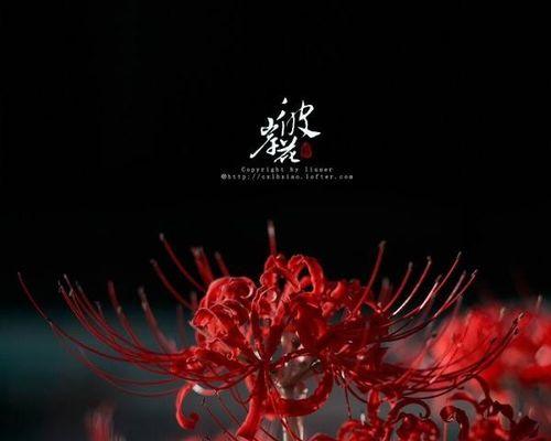 黑色彼岸花花语（探索黑色彼岸花的美与哲思）