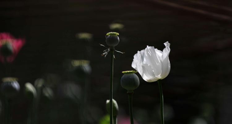 黑色曼陀罗花（探索黑色曼陀罗花的传说与花语）