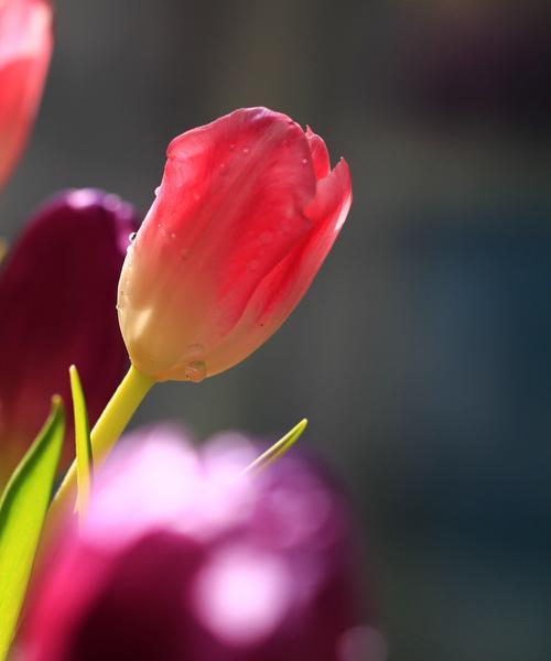 黑色郁金香的花语（揭开黑色郁金香花语的秘密，传达生命与神秘之美）