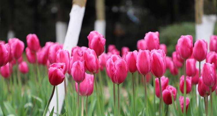 黑色郁金香的花语（揭开黑色郁金香花语的秘密，传达生命与神秘之美）